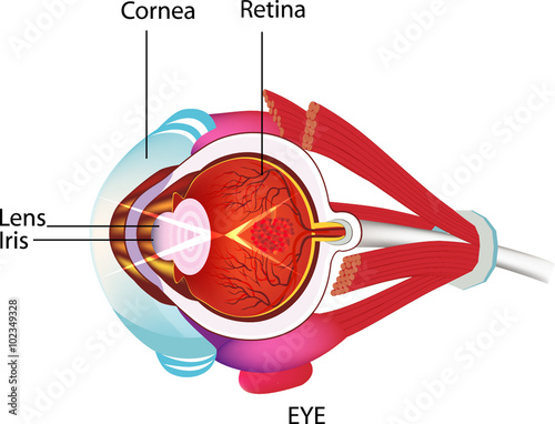 The Sense of Sight 