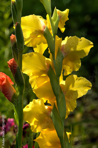 The blossoming gladiolus growing in a flight garden. 
