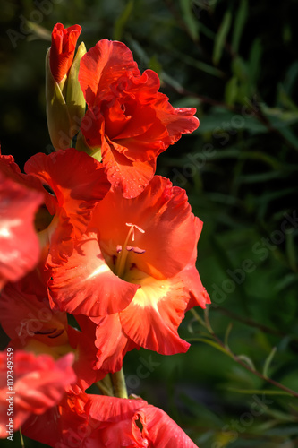 Obraz na płótnie The blossoming gladiolus growing in a flight garden. w salonie