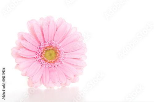 Single pink gerber daisy isolated on a white background