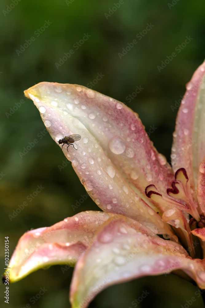 The blossoming lily growing in a flight garden.