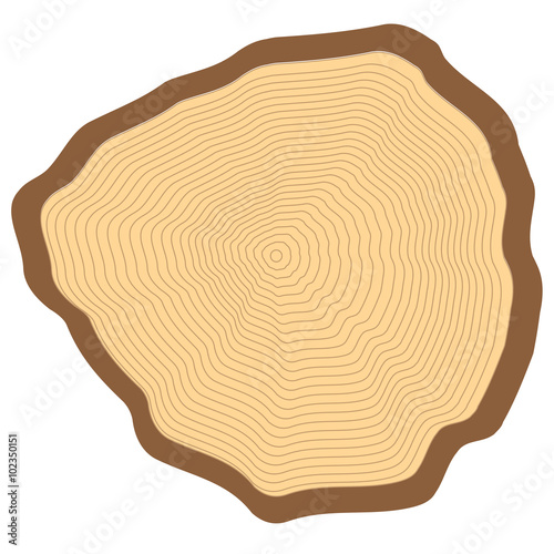 Cut of a tree, visible annual rings.