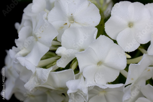 The blossoming white phloxes growing in a summer garden. 