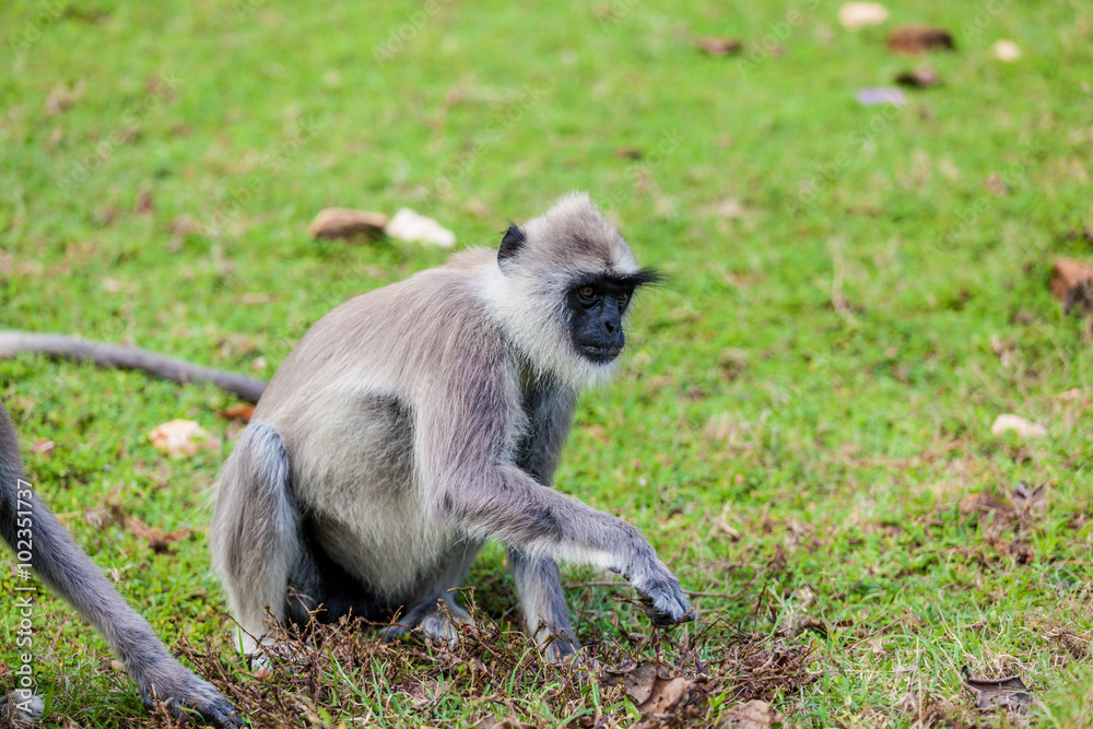 Fototapeta premium monkey on the green grass.