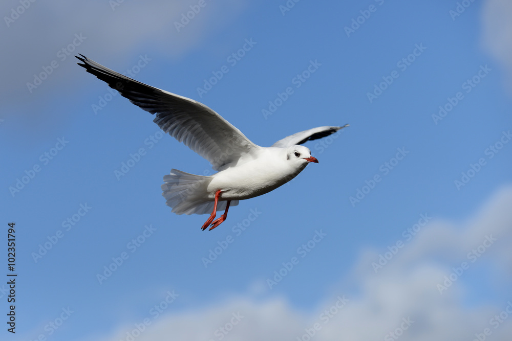 Obraz premium Black-headed Gull, Chroicocephalus ridibundus