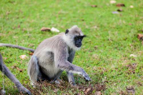 monkey on the green grass.