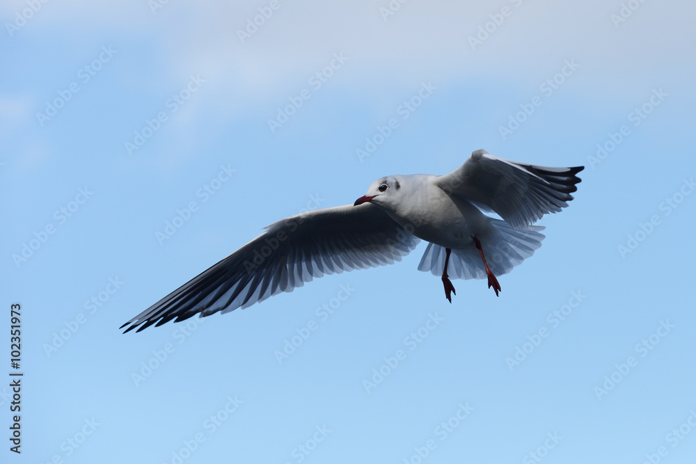 Black-headed Gull, Chroicocephalus ridibundus Black-headed Gull, Chroicocephalus ridibundus