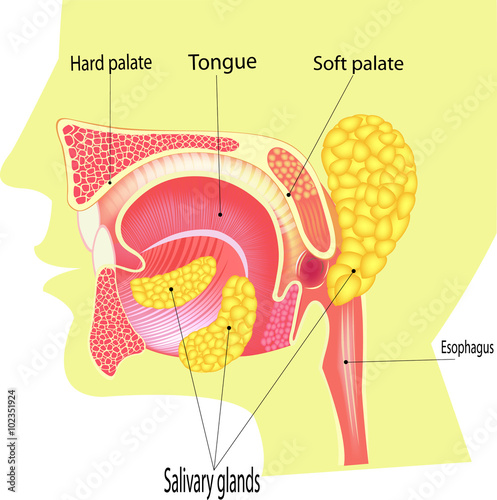 Three  pairs of glands make saliva , ,    All elements are in separate layers color can be changed easily.