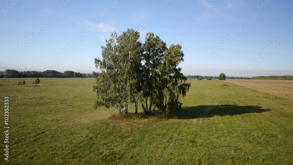 Aerial: flight over beautiful green tree at golden summer field Aerial: flight over beautiful green tree at golden summer field