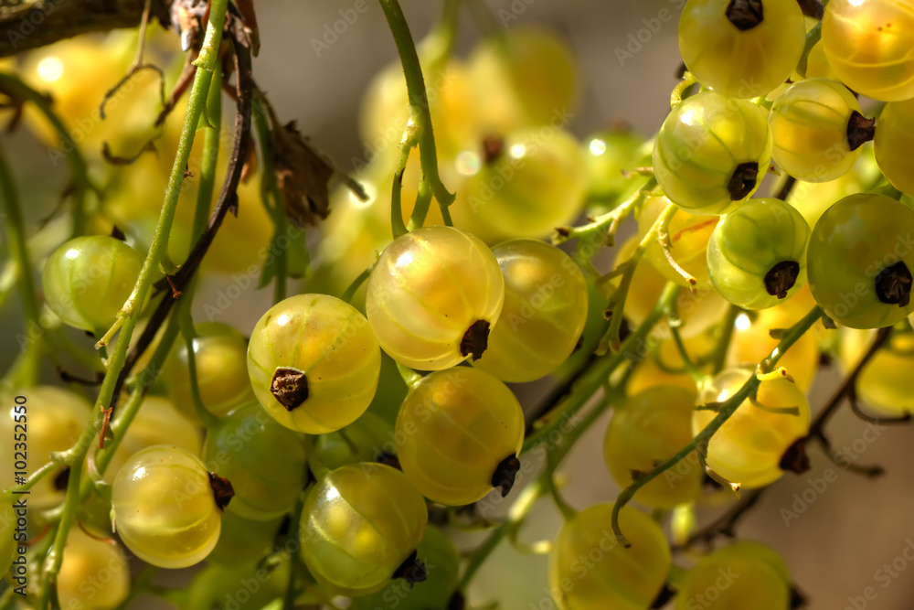 The ripe white currant growing in a summer garden.