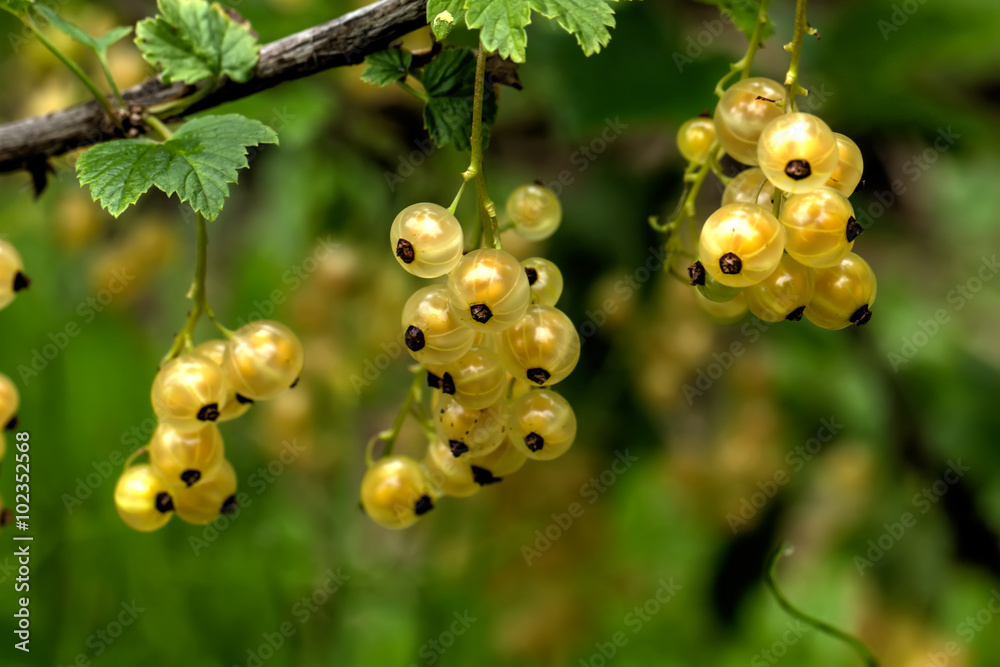 The ripe white currant growing in a summer garden.