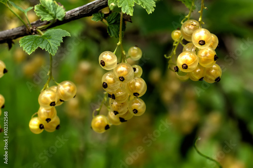 Obraz na płótnie The ripe white currant growing in a summer garden. w salonie