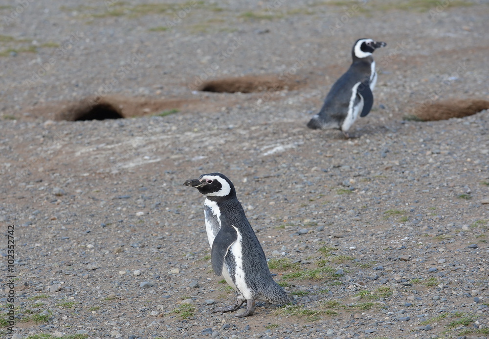 Fototapeta premium Magellanic Penguins at the penguin sanctuary on Magdalena Island in the Strait of Magellan near Punta Arenas in southern Chile.