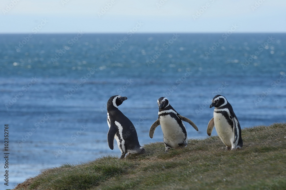 Obraz premium Magellanic Penguins at the penguin sanctuary on Magdalena Island in the Strait of Magellan near Punta Arenas in southern Chile.