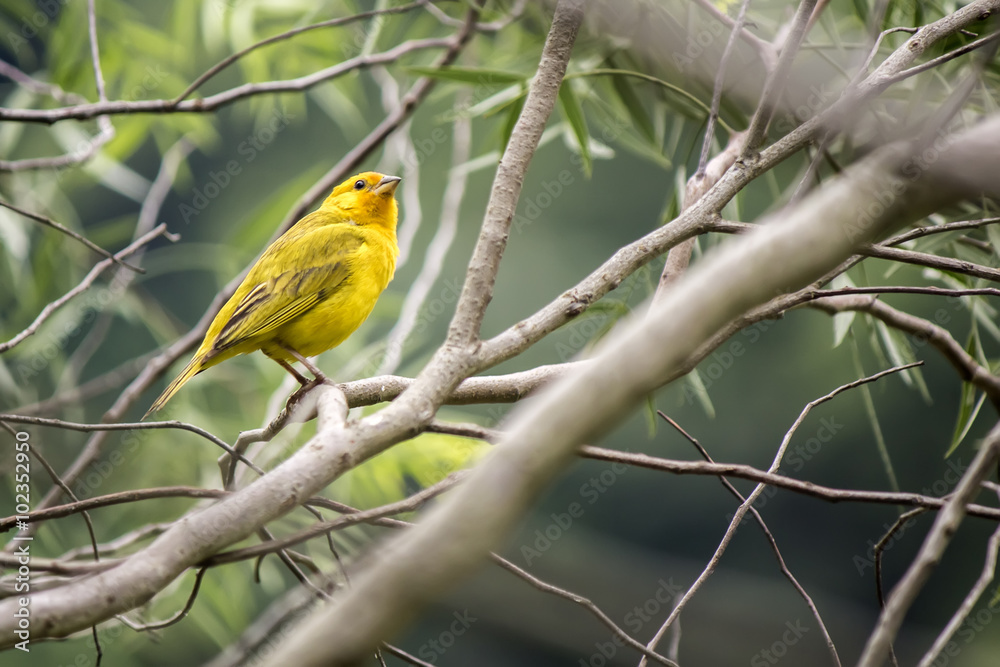 yellow bird between the branches of the tree yellow bird between the branches of the tree