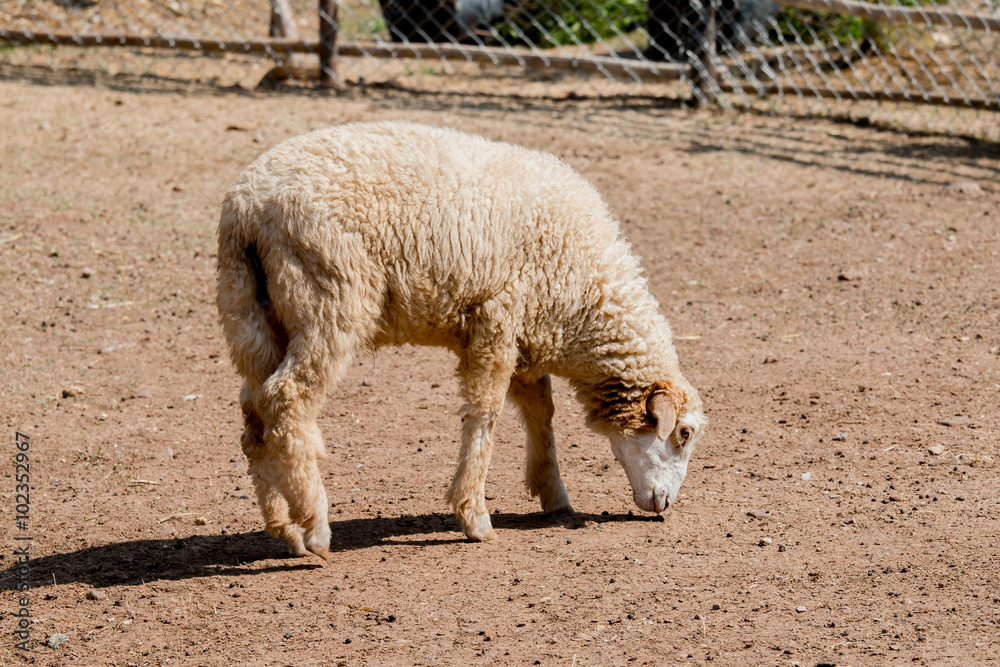 Fototapeta premium One Sheep in the farm
