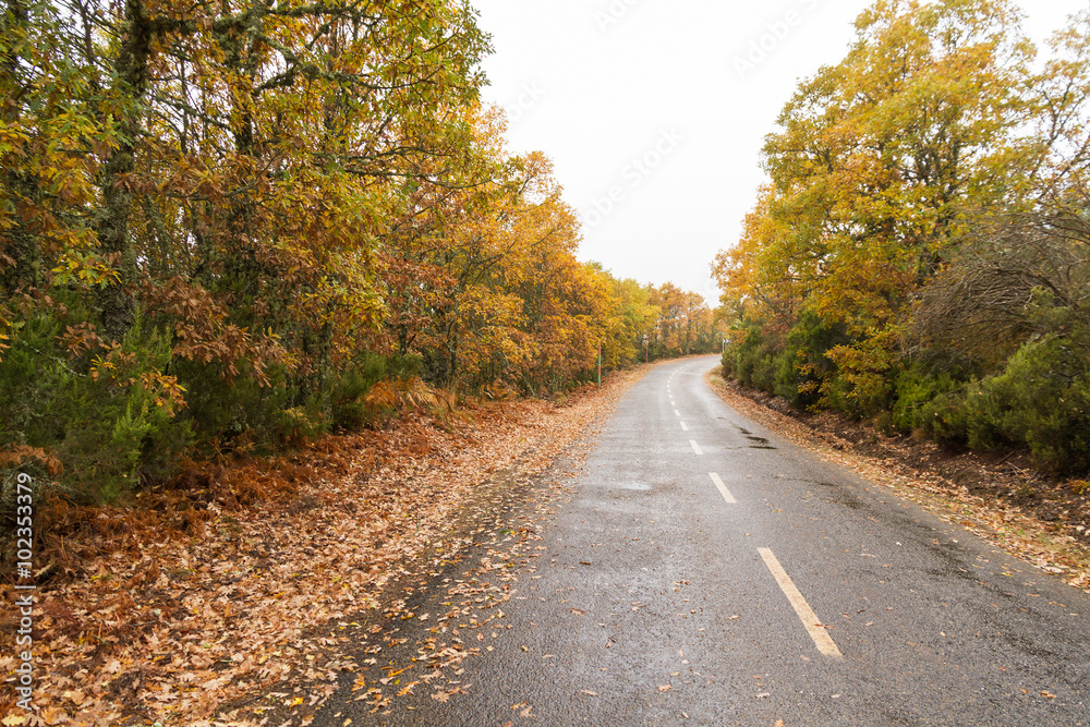 Curva en Carretera mojada por la lluvia , entre arboleda otoñal de robles y brezos y hojas caidas en el suelo Curva en Carretera mojada por la lluvia , entre arboleda otoñal de robles y brezos y hojas caidas en el suelo