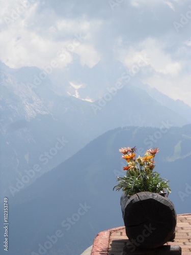 anche ai fiori piace la bella vista photo