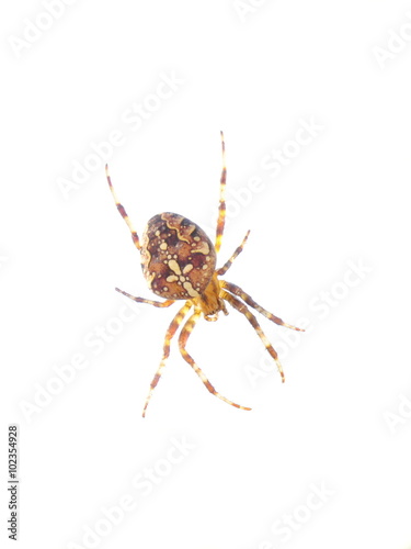 European garden spider Araneus diadematus on white background