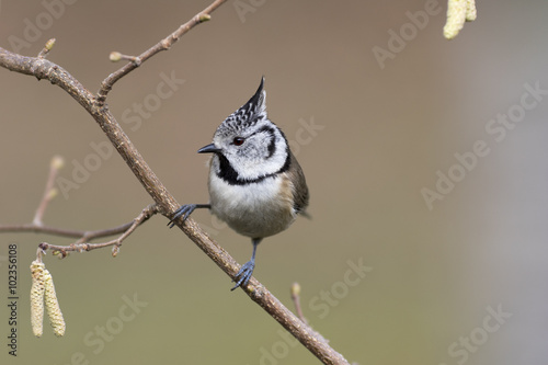 Crested tit passerine bird perched on tree branch