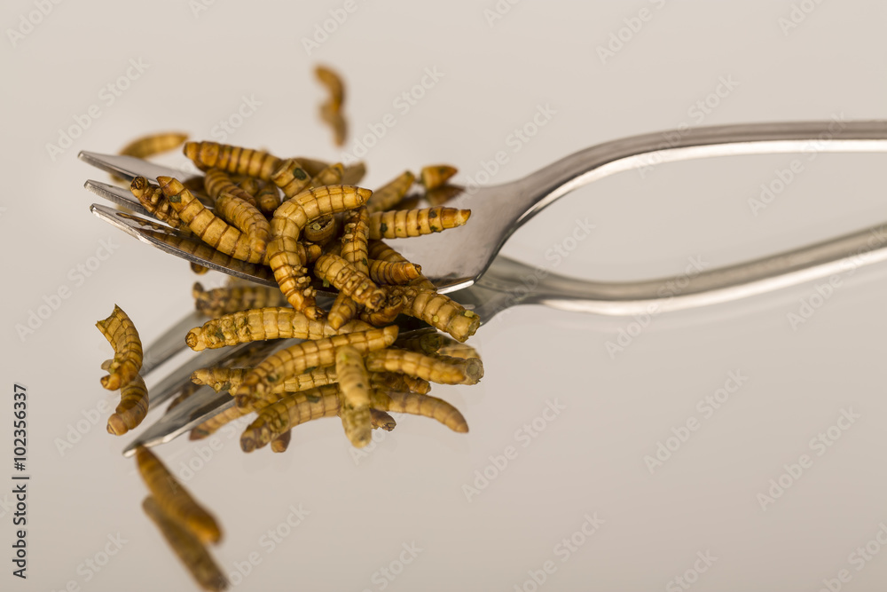 Naklejka premium Fried insects, molitors