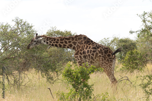 masai giraffe  Giraffa camelopardalis tippelskirchi 