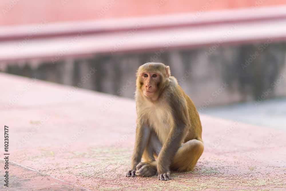 Obraz premium Indian Macaque monkey at the Taj Mahal complex, Agra, India