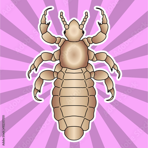 Insect anatomy. Sticker  head human louse. Pediculus humanus capitis. Sketch of louse. louse Design for coloring book. hand-drawn louse. Vector 