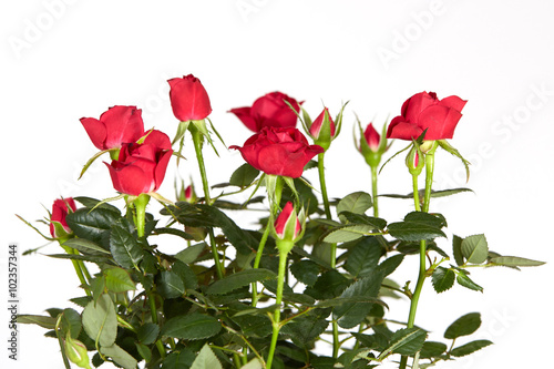 Red roses and white background