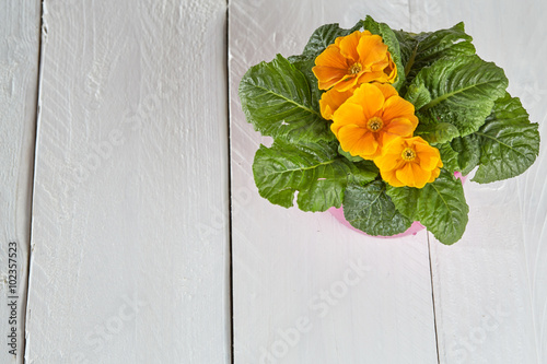 Fototapeta Naklejka Na Ścianę i Meble -  Spring flowers repot background