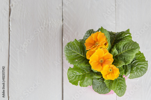 Fototapeta Naklejka Na Ścianę i Meble -  Spring garden flower pot background