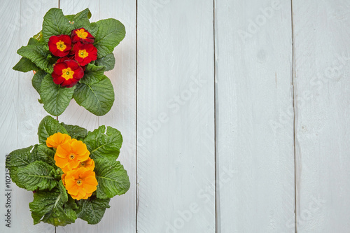 Fototapeta Naklejka Na Ścianę i Meble -  Spring gardening flower pot background