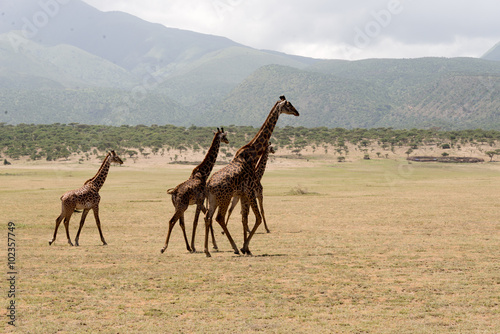 herd of masai giraffes