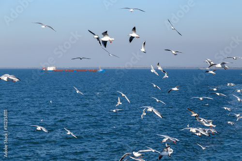 Few seagulls flying over the blue sea