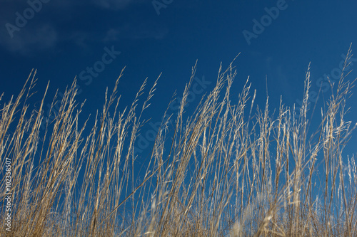 High grass on wind at blue sky