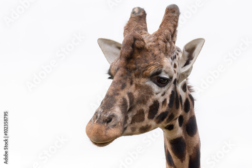 close up head portrait of a giraffe isolated against background
