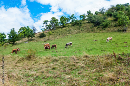 Cows grazing in the field. 