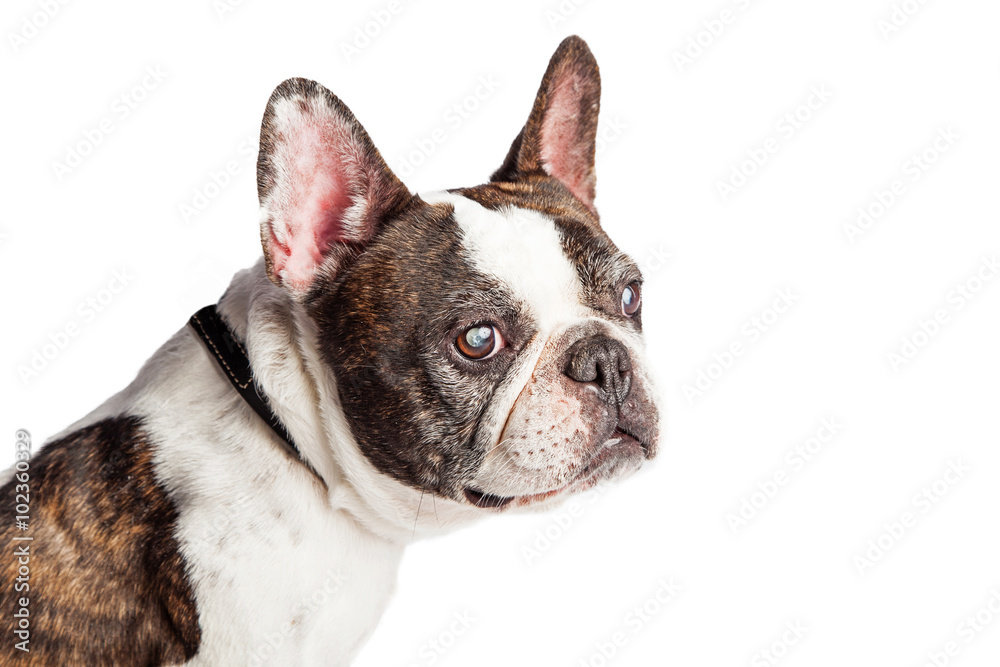 Closeup Blind Profile French Bulldog