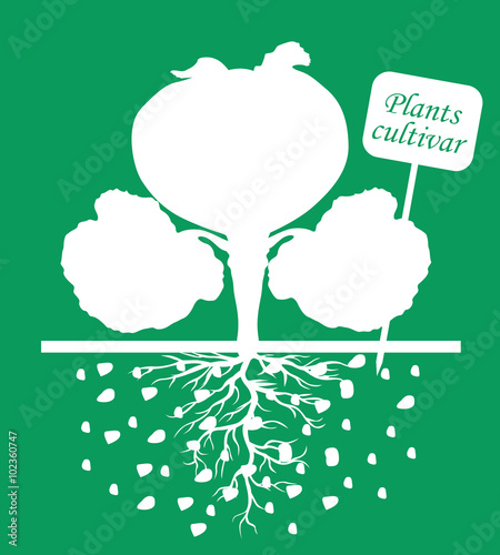 Cabbage plants with label cultivar on green background