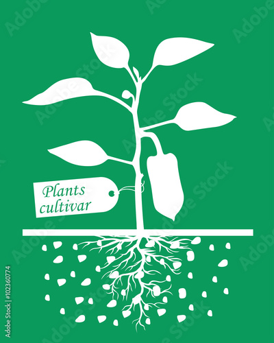 Pepper plants with label cultivar on green background