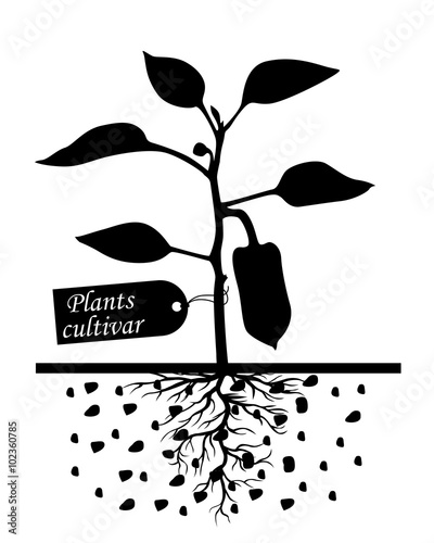 Pepper plants with label cultivar