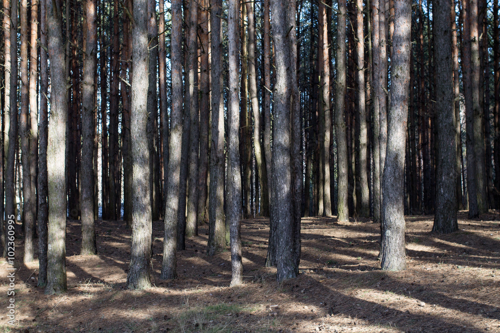 Obraz premium Sunny edge of a pine forest