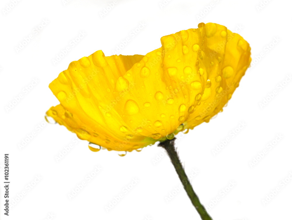 Fototapeta premium Wet yellow poppy on white background