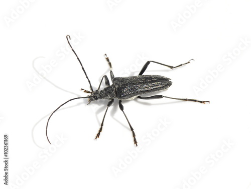 The longhorn beetle Oxymirus cursor on white background