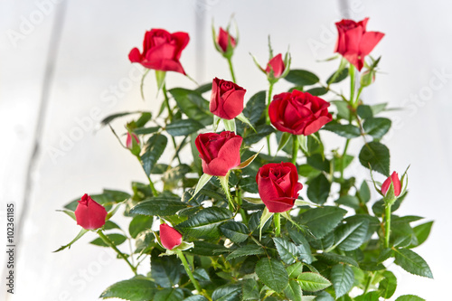 Wallpaper Mural Valentine day red rose bouquet Torontodigital.ca