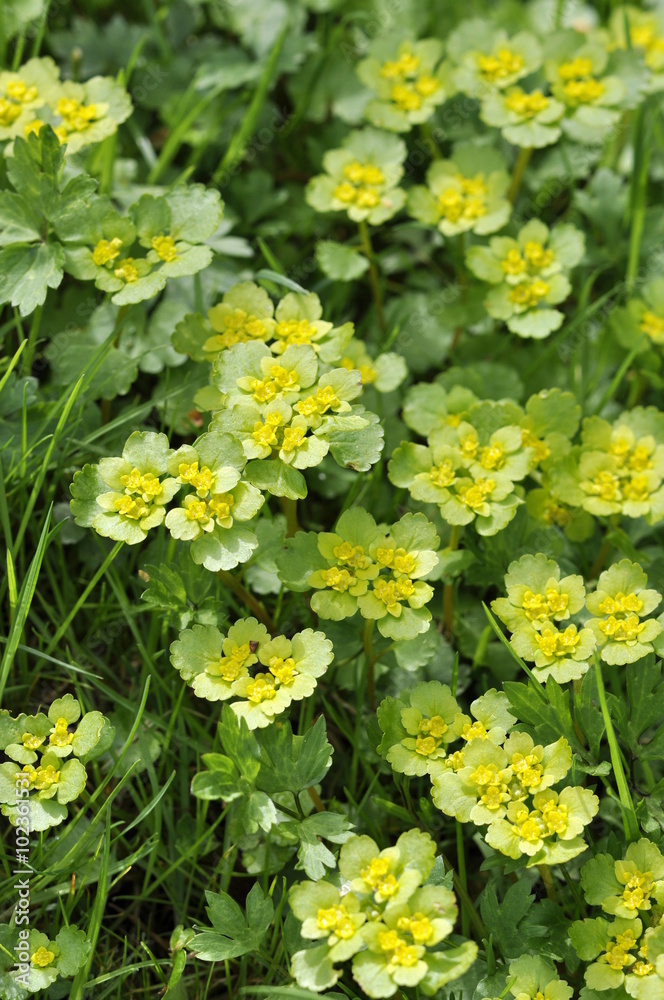 Golden saxifrage flowering in early spring