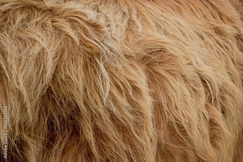 Highland cattle fur Highland cattle fur