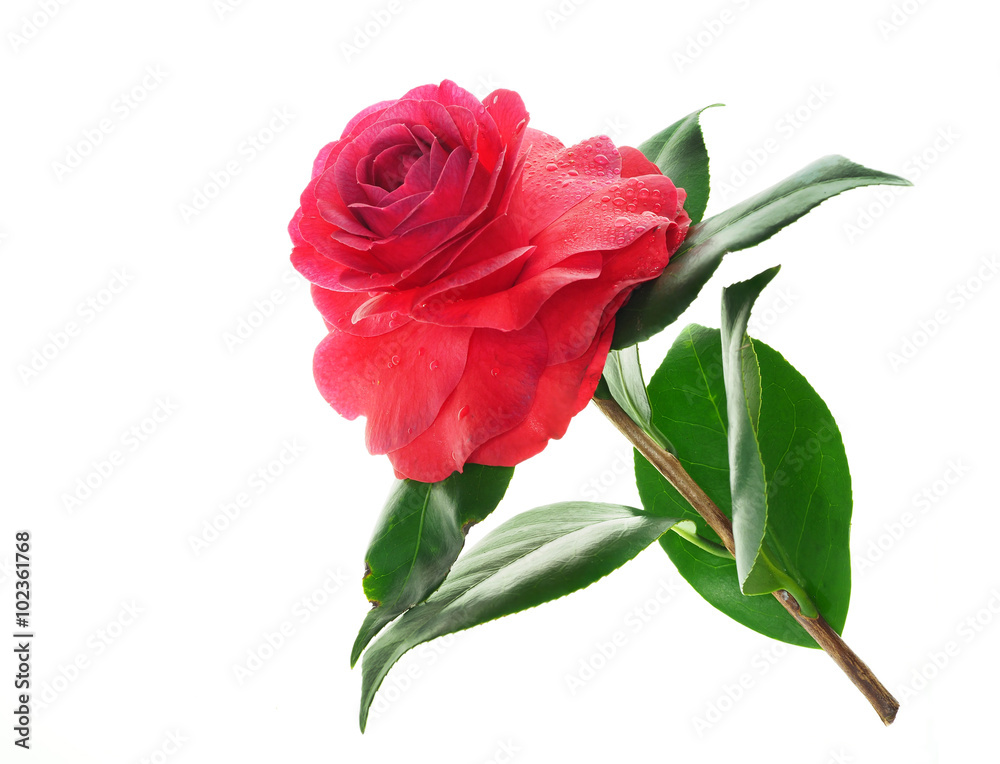 Extreme Depth of Field Photo of a Camellia Isolated on White Extreme Depth of Field Photo of a Camellia Isolated on White