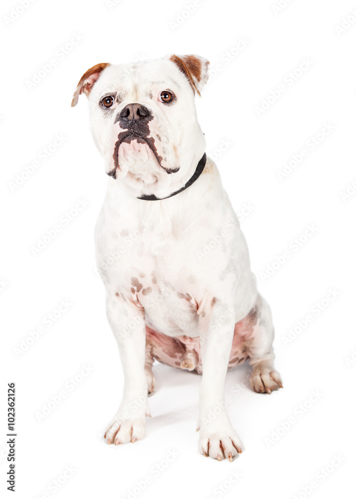 Pretty Bulldog and Boxer Crossbreed Dog