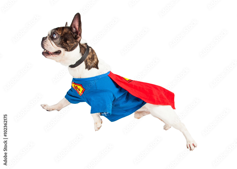 what type of dog is hero